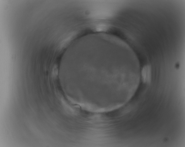 X0000113941443200910161904