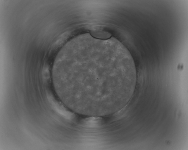 X0000113940128200910231952