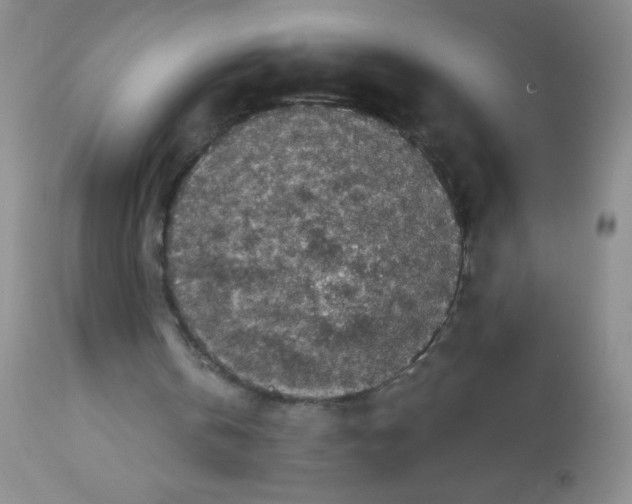 X0000113940146200910231951