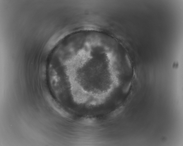 X0000113940247200910231950