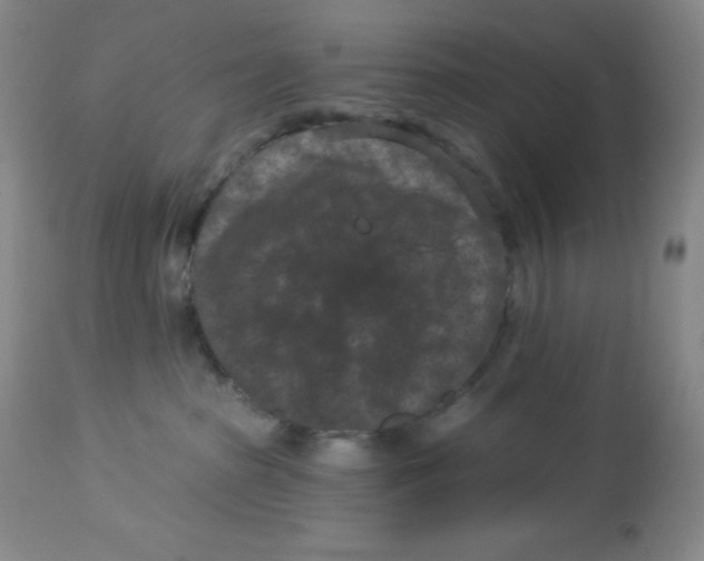 X0000113940285200910231950