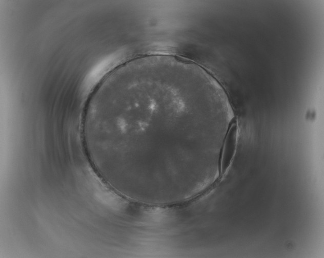 X0000113940293200910231950