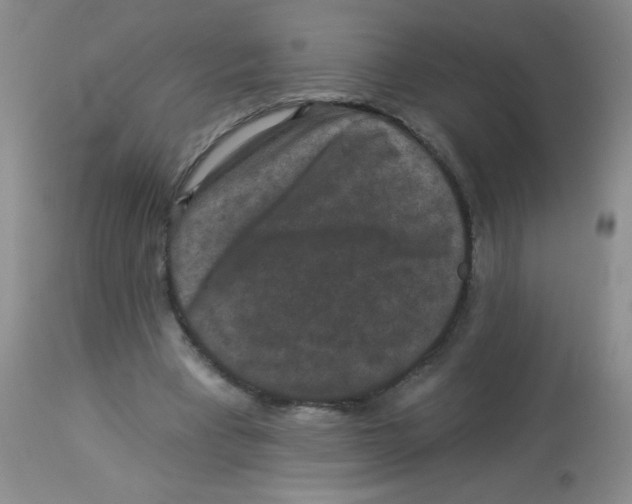 X0000113940393200910231948