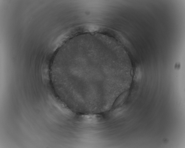 X0000113940524200910231946