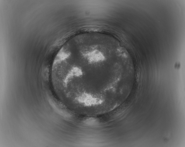 X0000113940551200910231946