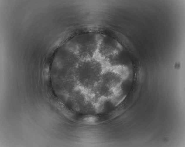 X0000113940610200910231945