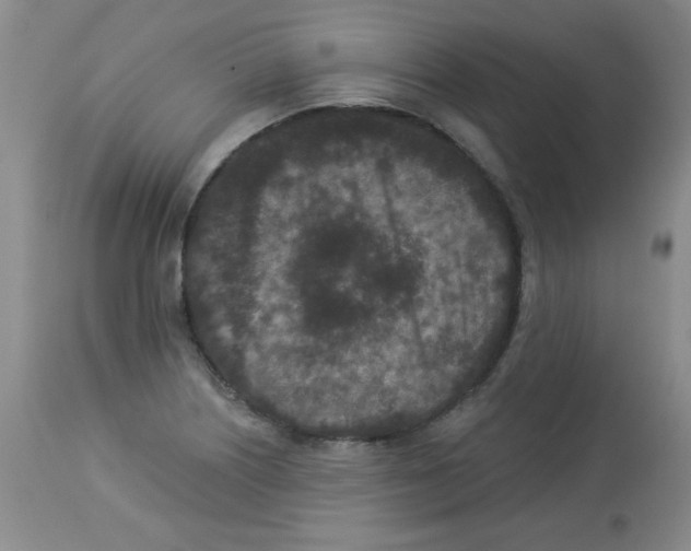 X0000113941226200910231937