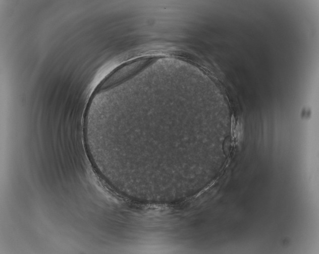 X0000113940099200911061250