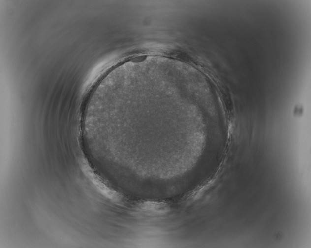 X0000113940101200911061250