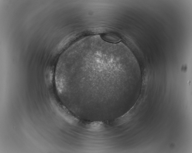 X0000113940124200911061250