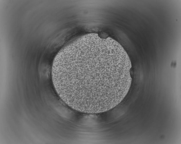 X0000113940125200911061250