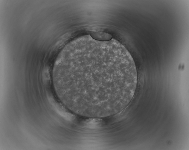 X0000113940128200911061250