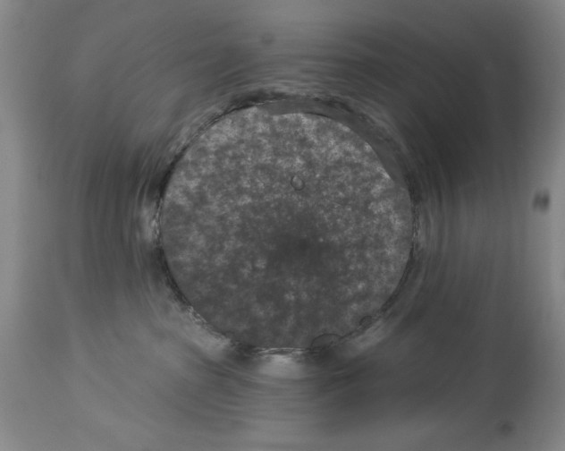 X0000113940285200911061248