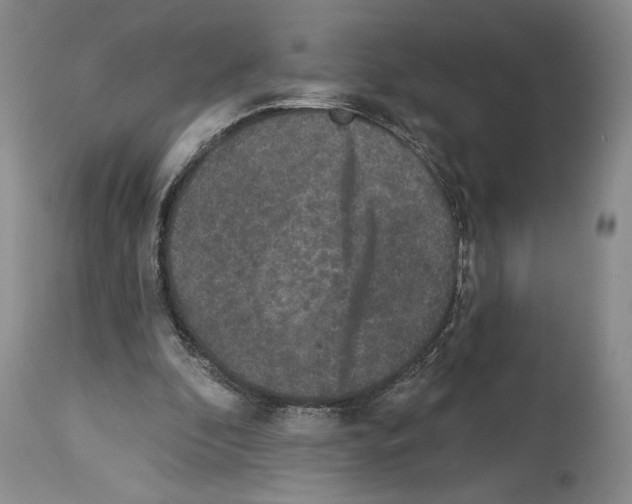 X0000113940296200911061247