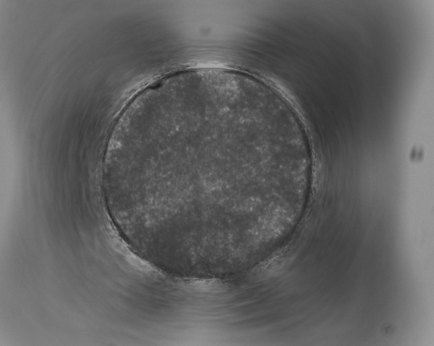 X0000113940385200911061246