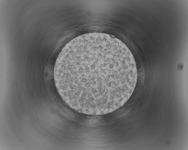 X0000113940474200911061245