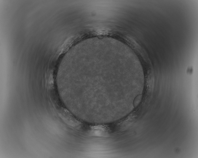 X0000113940516200911061244