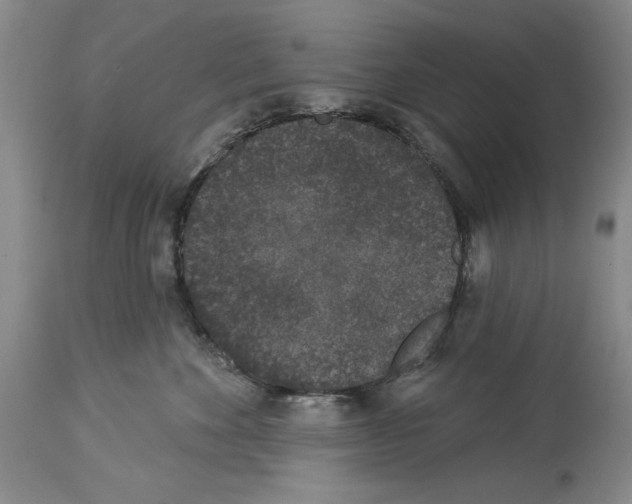 X0000113940524200911061244