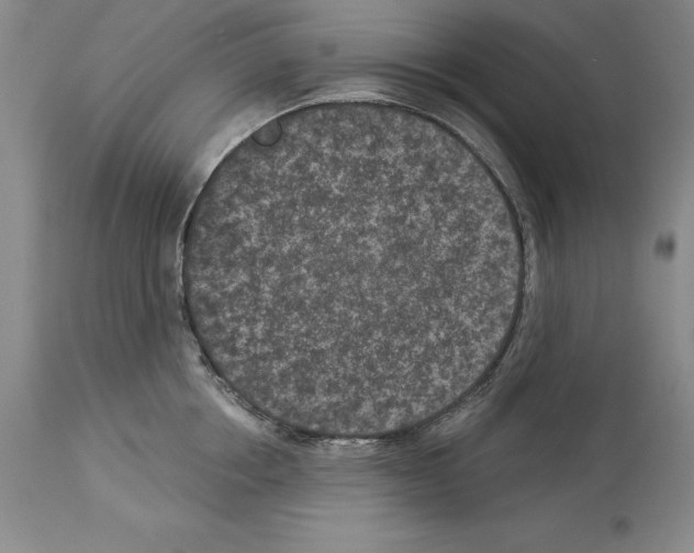 X0000113940858200911061240