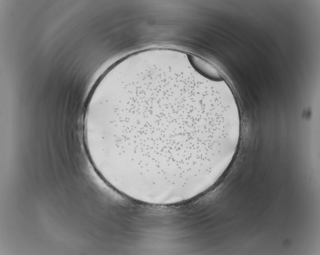 X0000113941100200911061235