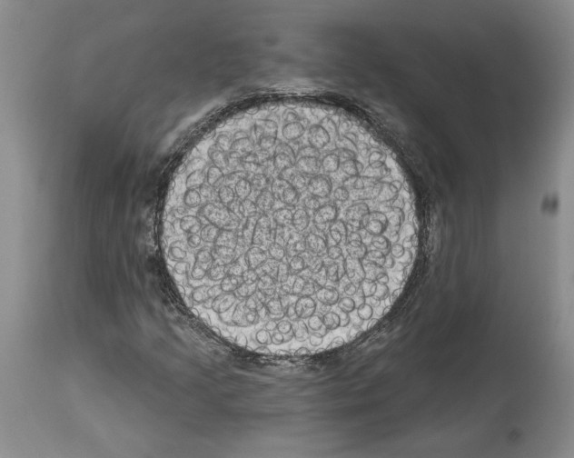 X0000113941205200911061233