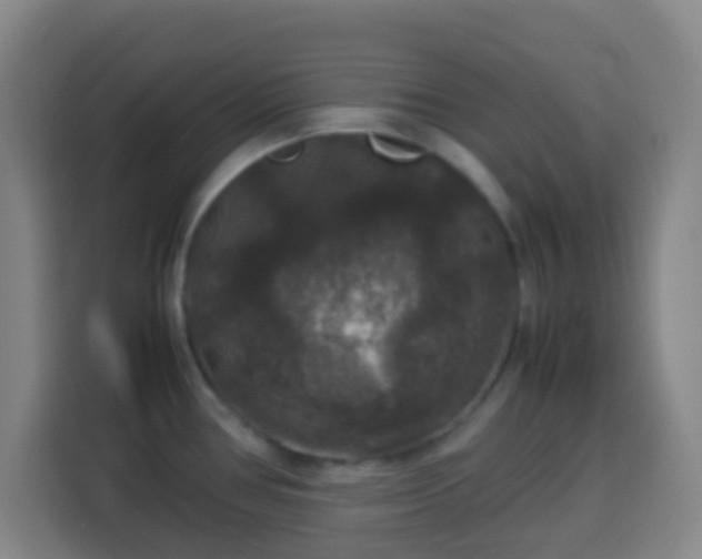 X0000113951386200910021457