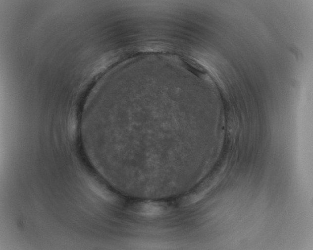 X0000113950261200910091615