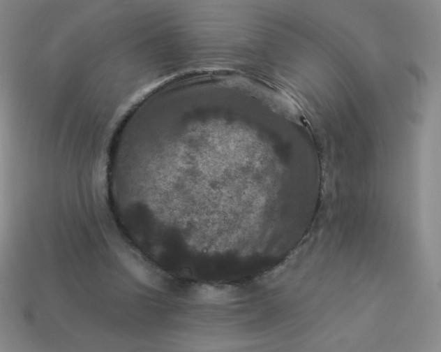 X0000113950346200910091613