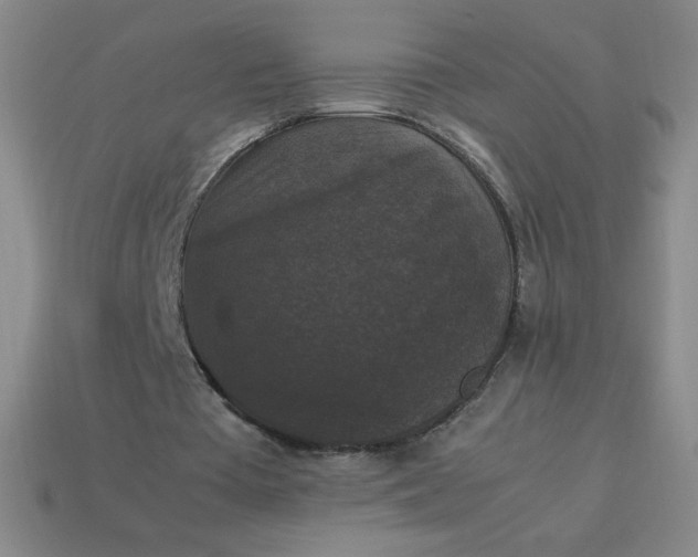 X0000113950385200910091613