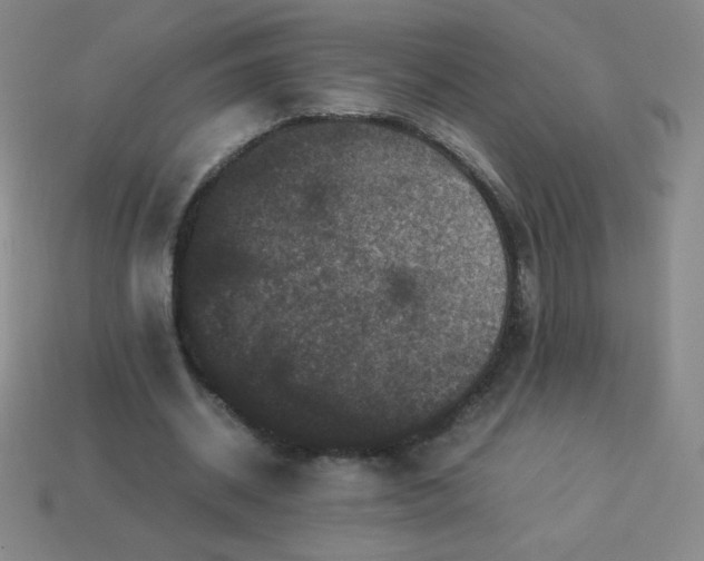 X0000113950534200910091611