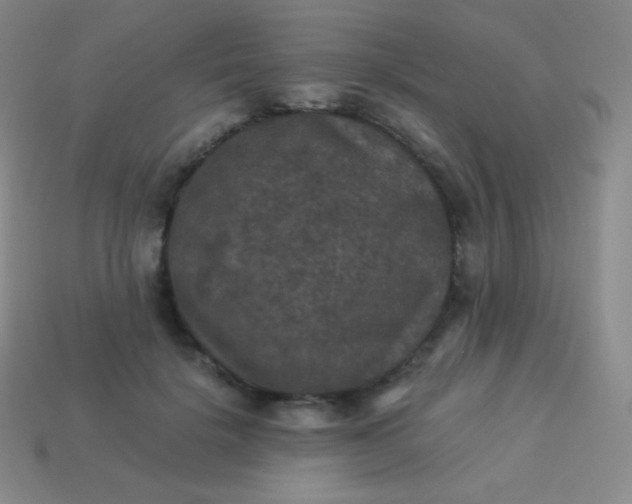 X0000113950652200910091610