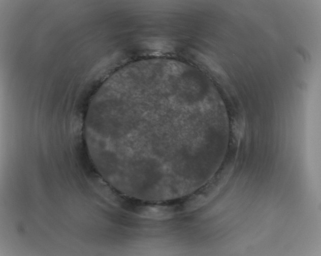 X0000113950657200910091610