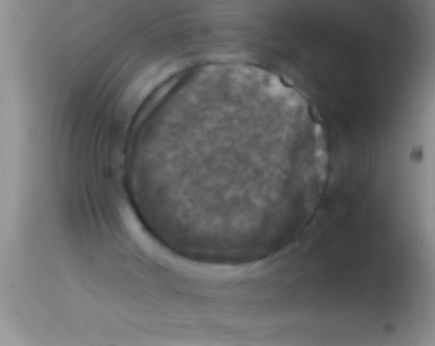 X0000113950002200910161951