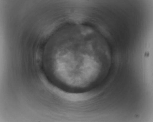 X0000113950030200910161950