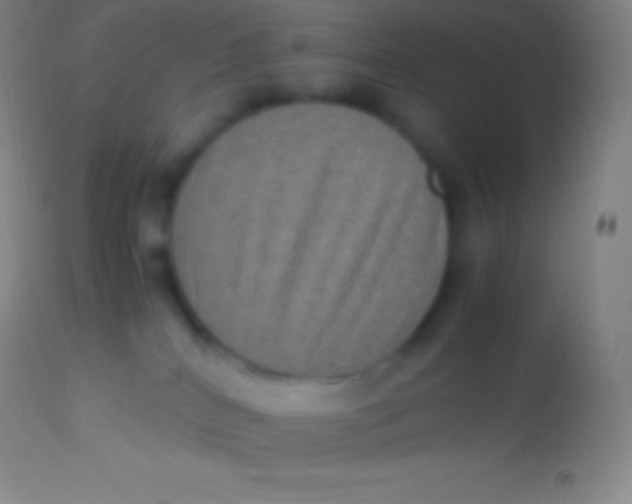 X0000113950040200910161950