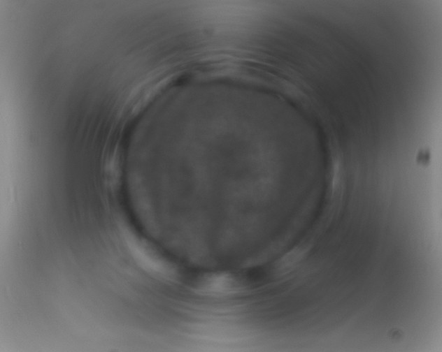 X0000113950074200910161950