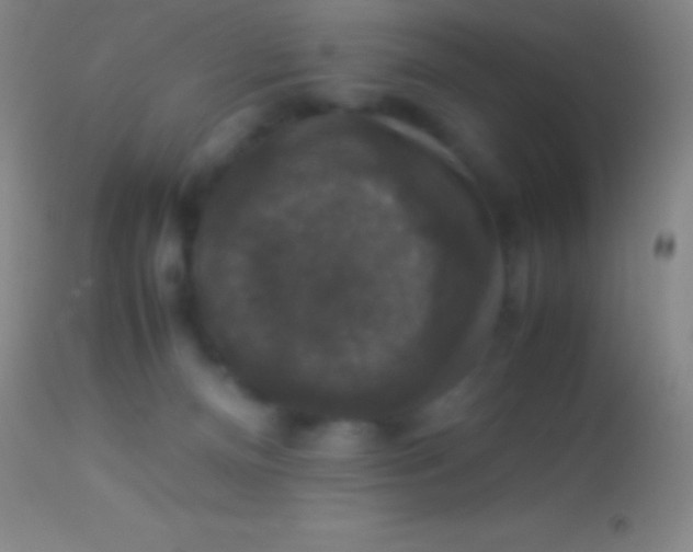 X0000113950128200910161949