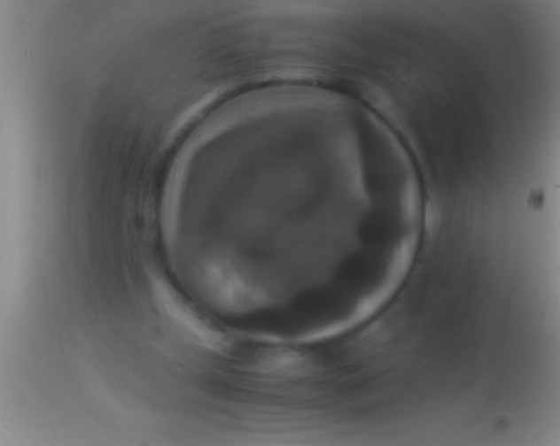 X0000113950249200910161946