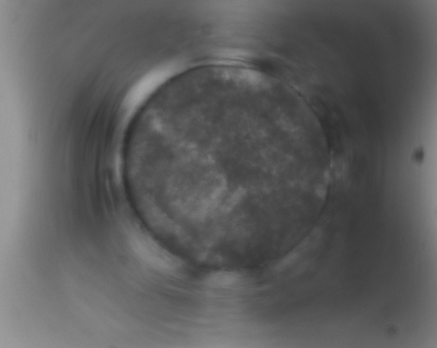 X0000113950294200910161946