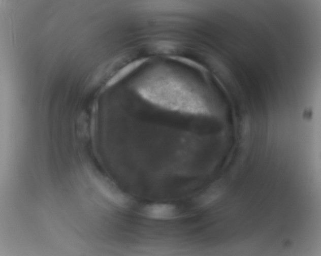 X0000113950361200910161945