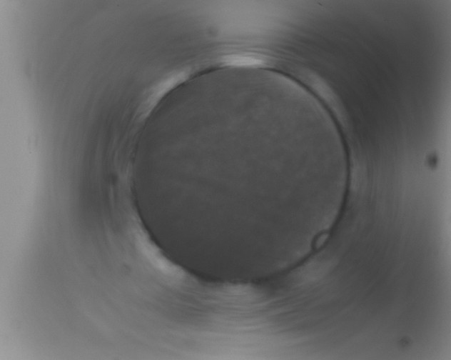 X0000113950385200910161944