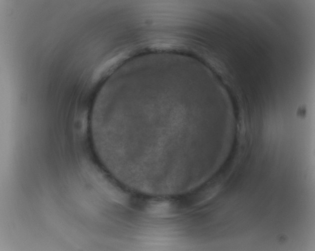 X0000113950454200910161943