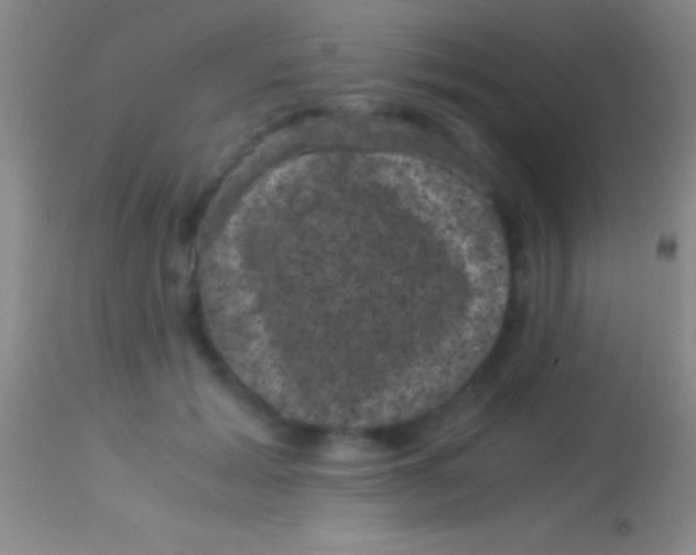X0000113950605200910161941