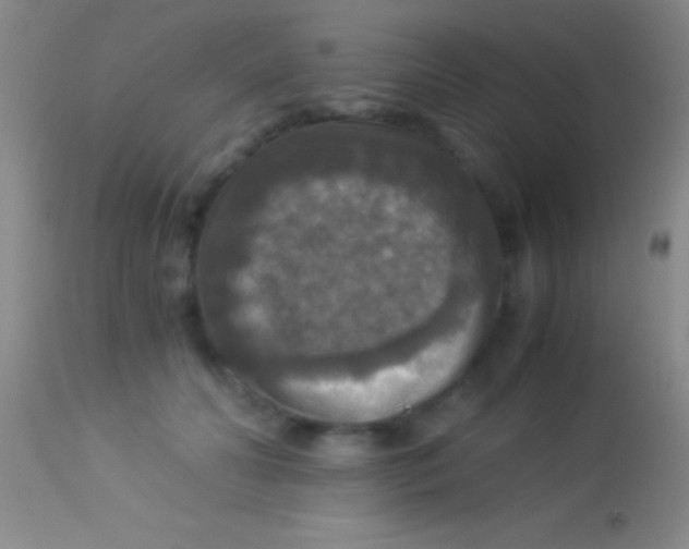 X0000113950606200910161941