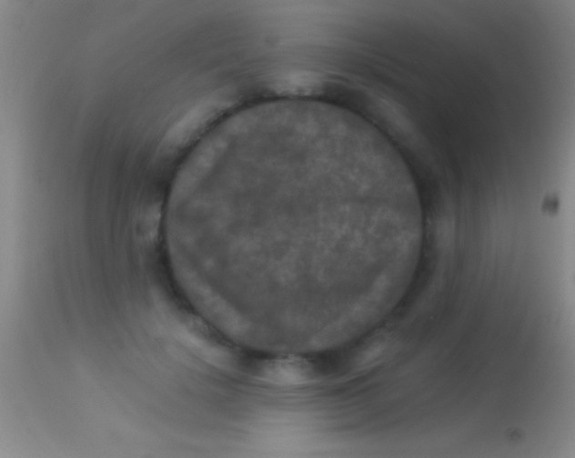 X0000113950652200910161940