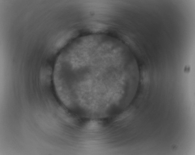 X0000113950664200910161941