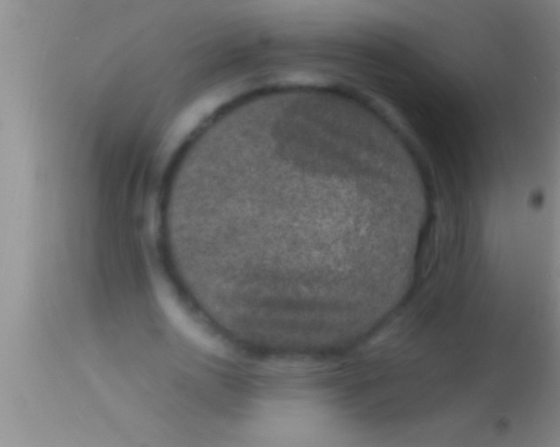 X0000113950726200910161939