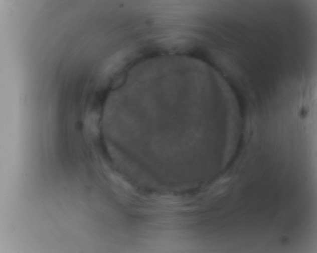 X0000113951010200910161934
