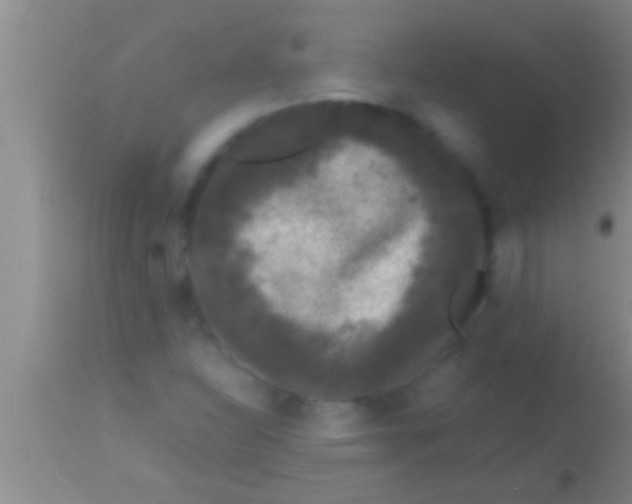 X0000113951310200910161929