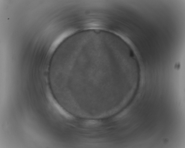 X0000113951333200910161930